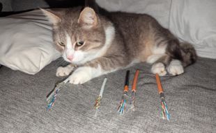 Cat cables