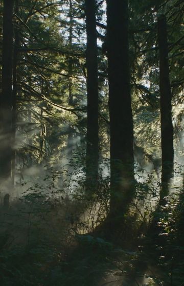 Picture of woods