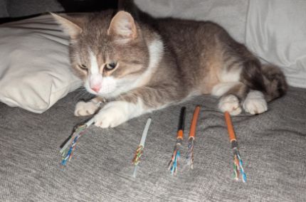 Cat cables